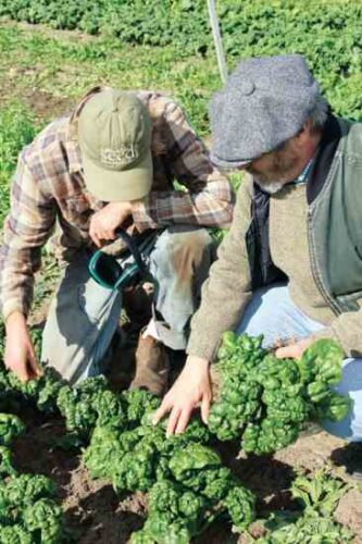 Try ‘Abundant Bloomsdale’ Spinach, a New Organic Seed Variety